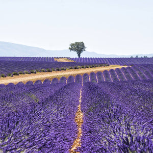 Effects of lavender essential oil